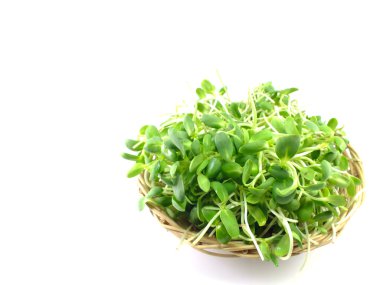 Yeşil genç ayçiçeği lahanası