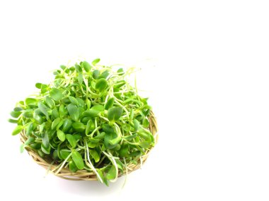 Yeşil genç ayçiçeği lahanası