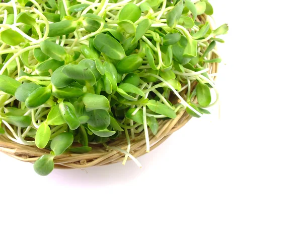 Green young sunflower sprouts — Stock Photo, Image