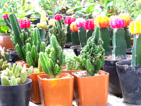 Pianta di cactus nel giardino di casa — Foto Stock