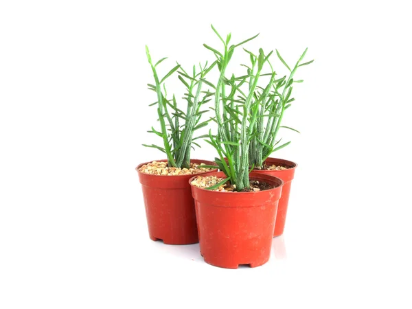 Kleine cactus in pot geïsoleerd op witte achtergrond — Stockfoto