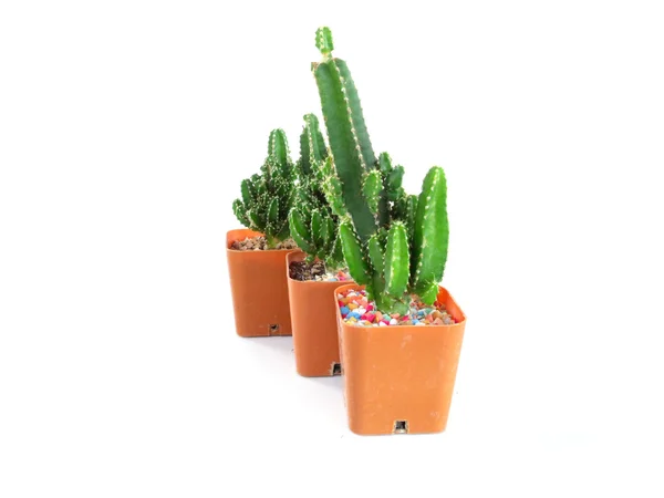 Pequeño cactus en maceta aislado sobre fondo blanco — Foto de Stock