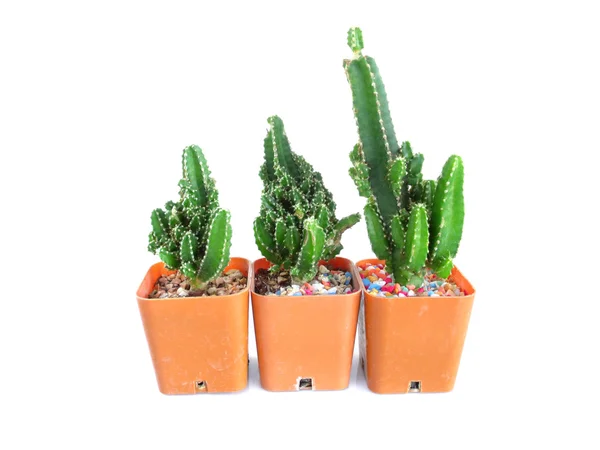 Mały kaktus w doniczce na białym tle — Zdjęcie stockowe
