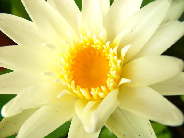 Cerrar las plantas de flor de loto y flor de loto — Foto de Stock