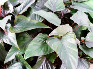 taze yeşil doku doğa terk