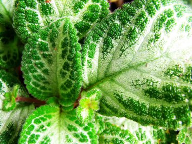 taze yeşil doku doğa terk