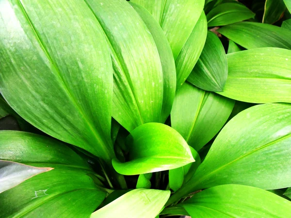 Frische grüne Blätter Textur Natur — Stockfoto