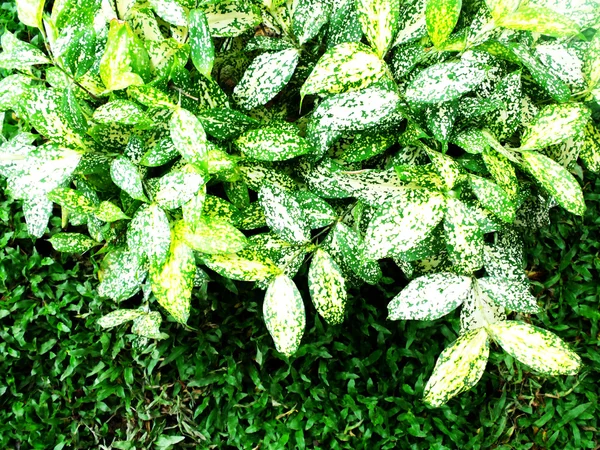 Tekstur hijau segar meninggalkan alam — Stok Foto
