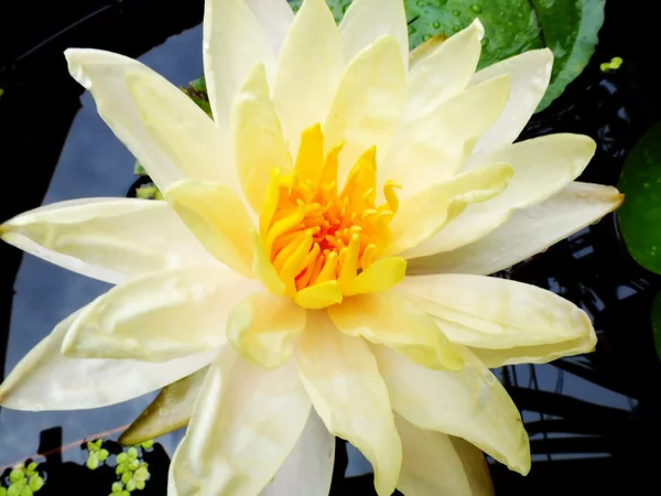 Schöne Lotusblume Blüte Natur Hintergrund — Stockfoto