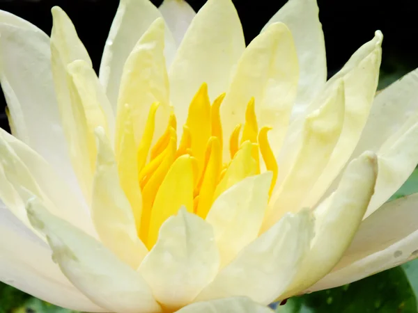 Primer plano de hermosa flor de loto rosa amarillo — Foto de Stock