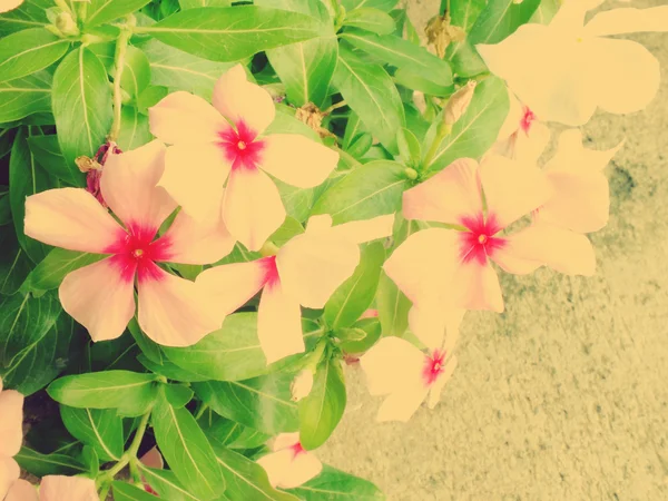 Flores bonitas feitas com filtros de cor flores românticas fundo — Fotografia de Stock