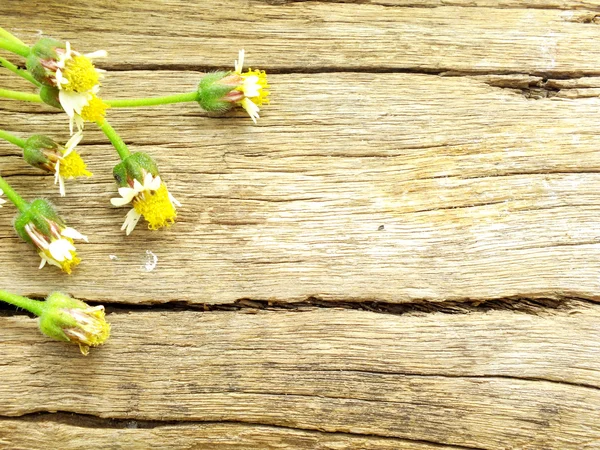 Belle fleur de printemps sur fond bois avec filtres de couleur — Photo