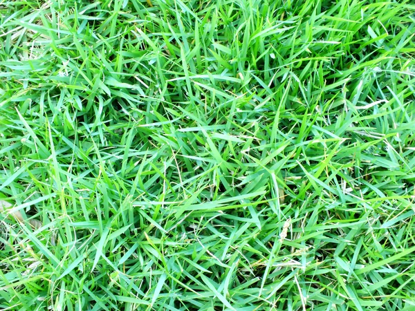 Close up grass pattern bacground texture — Stock Photo, Image