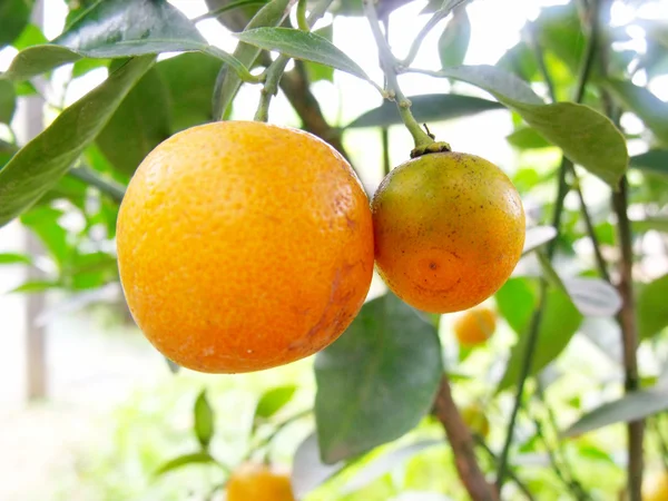 Arancio fresco sulla pianta arancio — Foto Stock
