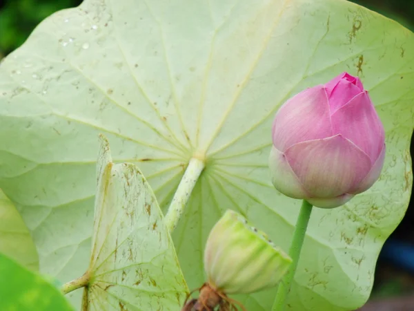 Hermosa flor de loto único loto — Foto de Stock