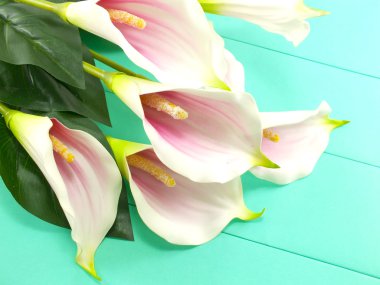 Calla ve şerit mavi arka plan üzerinde