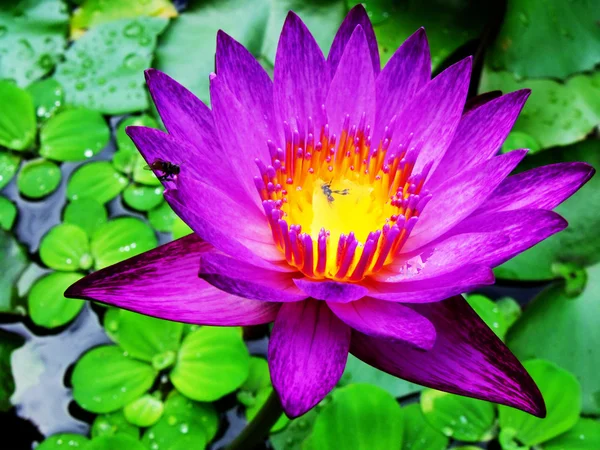 아름 다운 보라색 자주색 연꽃 naature 배경 — 스톡 사진