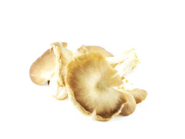 Funghi isolati sullo sfondo bianco — Foto Stock