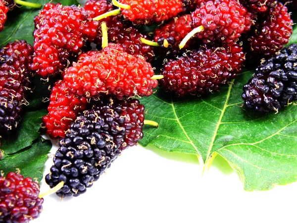 Fresh organic mulberry on white background — Stock Photo, Image