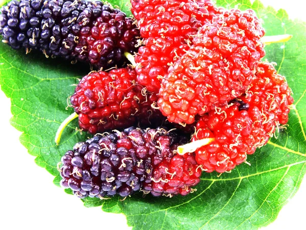 Verse organische mulberry op witte achtergrond — Stockfoto