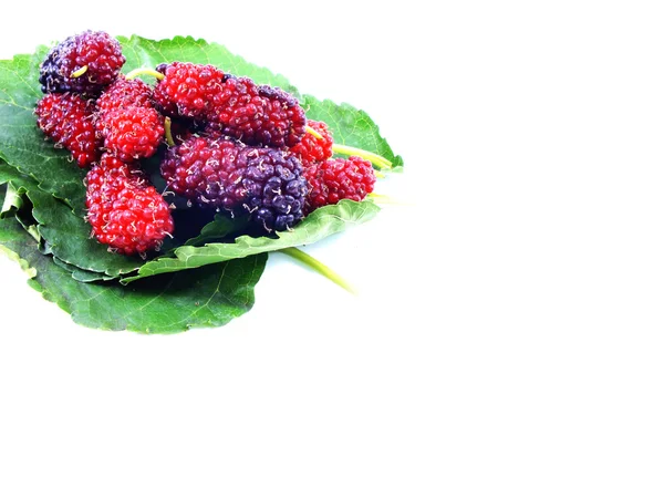 Fresh organic mulberry on white background — Stock Photo, Image