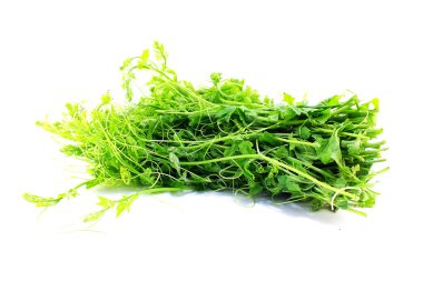 Beyaz arkaplanda izole edilmiş acı kabak