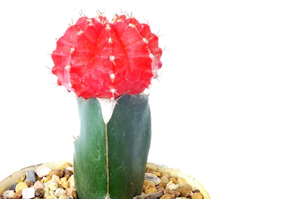 Primo piano di cactus rosso su sfondo bianco — Foto Stock