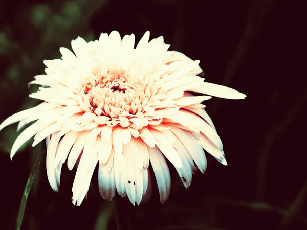 Beau fond gerbera fait avec des filtres de couleur — Photo