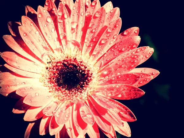 아름 다운 연꽃 꽃 꽃 자연 배경 — 스톡 사진