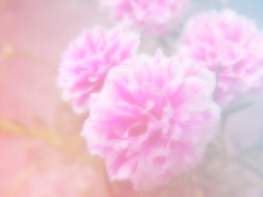 renk filtreleri ile yapılan güzel çiçek arka plan çiçekler