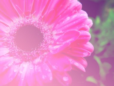 renk filtreleri ile yapılan güzel çiçek arka plan çiçekler