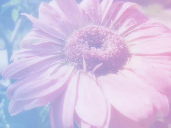 Flori frumoase flori de fundal realizate cu filtre de culoare — Fotografie, imagine de stoc