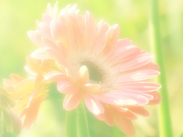 아름 다운 꽃 배경 꽃 컬러 필터와 함께 만든 — 스톡 사진