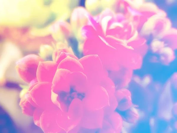 Piękny kwiat kwiaty tło z kolorowe filtry — Zdjęcie stockowe