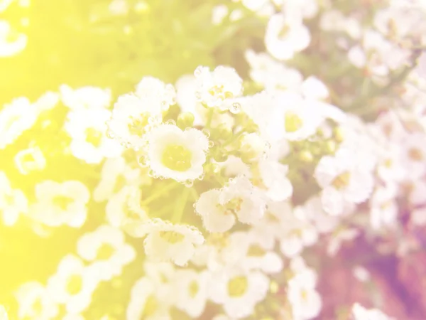 Vacker blomma bakgrund blommor med färgfilter — Stockfoto