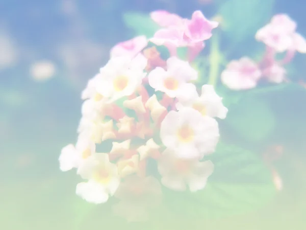 Beautiful flower background flowers made with color filters — Stock Photo, Image