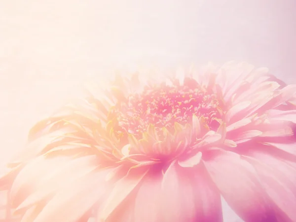 カラー フィルターのロマンチックなピンクの花の背景で作られた美しい花 — ストック写真