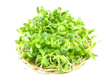 o beyaz artalan yeşil genç ayçiçeği lahanası