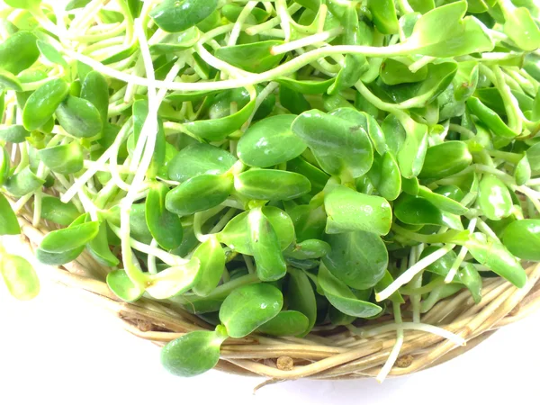 Groene jonge zonnebloem spruiten — Stockfoto