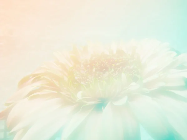 아름 다운 꽃 배경 꽃 컬러 필터와 함께 만든 — 스톡 사진
