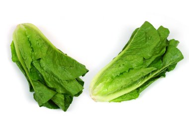 Çünkü beyaz zemin üzerine izole marul