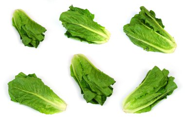 Çünkü beyaz zemin üzerine izole marul