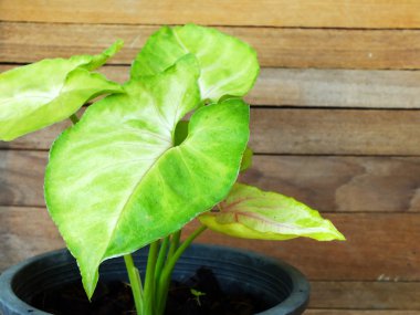 yaprak yeşil ev bitkisi ile ahşap arka plan