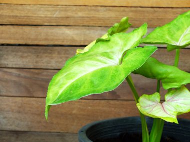 yaprak yeşil ev bitkisi ile ahşap arka plan