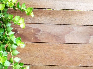 eski ahşap arka plan Ivy ve kopya alanı ile plakalar