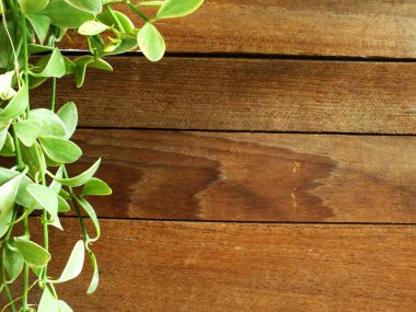 eski ahşap arka plan Ivy ve kopya alanı ile plakalar