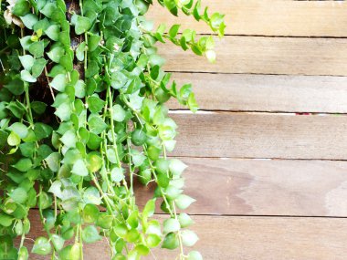 Eski ahşap arka planda yeşil yapraklar