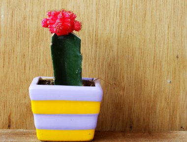 ahşap arka plan üzerinde kesme seramik tencerede renkli kaktüs