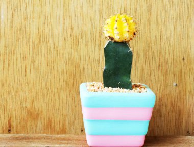 ahşap arka plan üzerinde kesme seramik tencerede renkli kaktüs