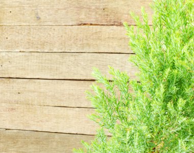 Eski ahşap arka planda yeşil yapraklar